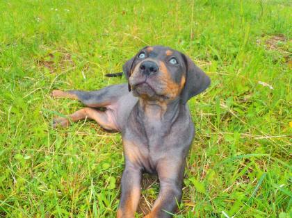 Louisiana Catahoula-NALC pedigree litter