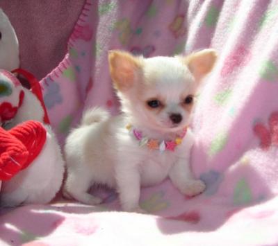SUPER Chihuahua Welpen in Kurzhaar, VDH/FCI. Klasse statt Masse !