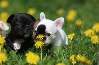 Französische Bulldogge Welpe Hündin