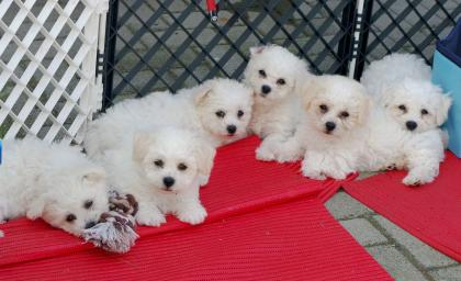 Bichon frisé Welpen-aus VDH-Zucht suchen noch liebe Hundeeltern