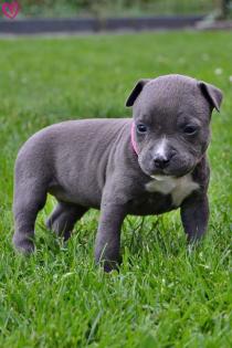 Wunderschöne American Staffordshire Terrier Welpen Amstaff