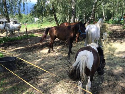 15 monate alte  warmblut mix mit kladruber