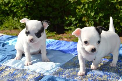 Reinrassigen Chihuahua Welpen mit Ahnentafel