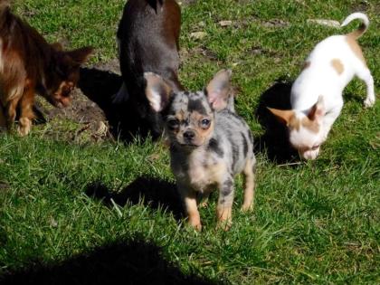 Reinrassigen Chihuahua Welpen mit Ahnentafel