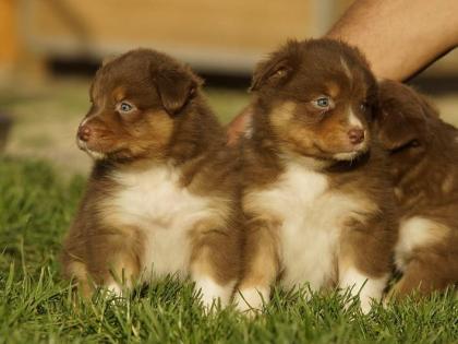 Knuffige Aussie Rüden und Hündinnen  mit ASCA Papieren