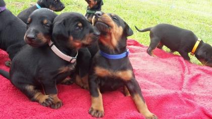 Süße Dobermann-Welpen zu verkaufen