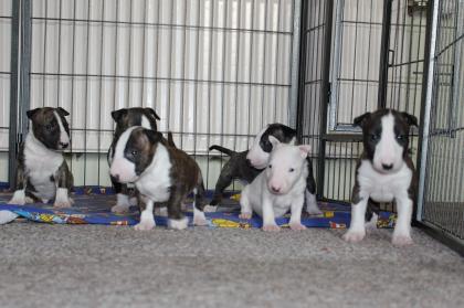 Wunderschöne Miniatur Bullterrier Welpen mit Papieren und DNA Nachweis suchen ei