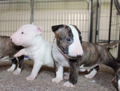 Wunderschöne Miniatur Bullterrier Welpen mit Papieren und DNA Nachweis suchen ei