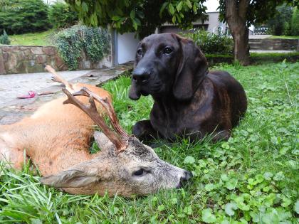 Hannoversche Schweisshunde ab sofort abzugeben ! 4 Rüden mit 10 Wochen. auch ält