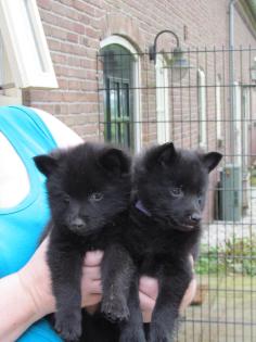 Belgisch Schipperke welpen