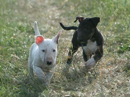 Miniatur Bullterrier Welpen mit VDH Papieren abzugeben