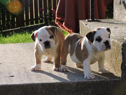 English Bulldog Welpen . Ab sofort abgabebereit! Aus Championzucht
