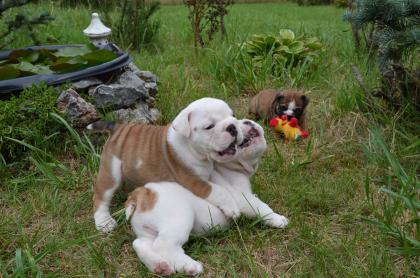 English Bulldog Welpen . Ab sofort abgabebereit  Aus Championzucht
