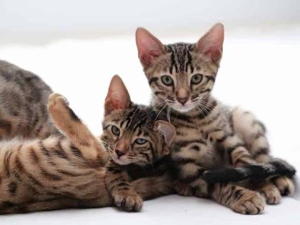  Erstklassige Bengal Kitten mit Stammbaum 