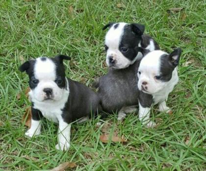 Boston Terrier reinrassig zum verkauf! ! !