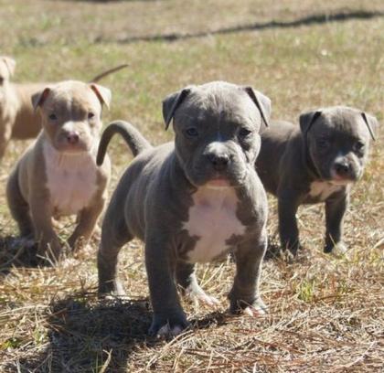 Pitbull bluline Welpe zu verkaufen