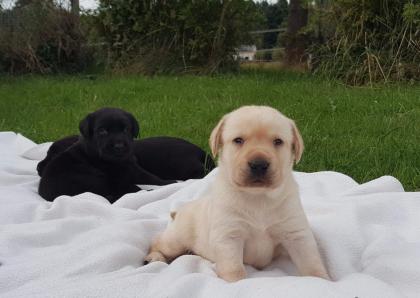 Labrador Welpen abzugeben geschippt EU-Pass geimpft..