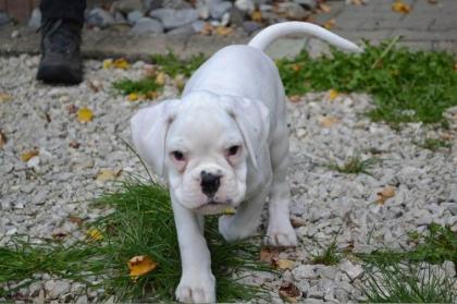Bildschöne  Boxer Welpen