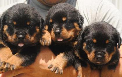 Zwei Rottweiler Welpen reinrassig