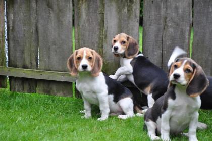 Wunderschöne typvolle Beaglewelpen suchen ein neues Zuhause..