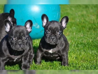 Französische Bulldogge Welpen