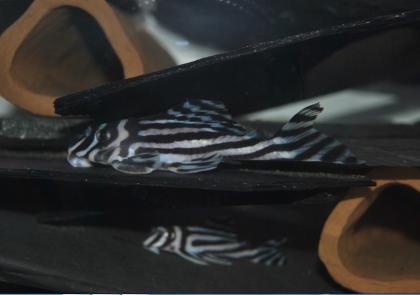 L046 Hypancistrus Zebra (zebra Pleco)