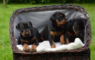 Dobermann Welpen aus Championverpaarung , Schwarz/Braun Papiere 