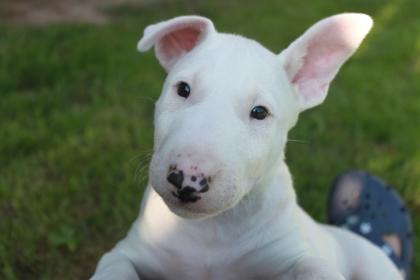 Miniature Bullterrier Welpen reinrassig PLL frei