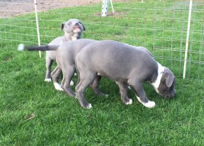 Wunderschöne American Bully XXL Welpen  Blueline