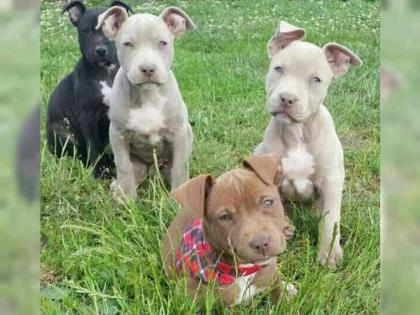 American Pit Bull Terrier Welpen zu verkaufen