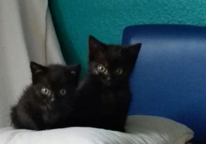 2schwarze katzen