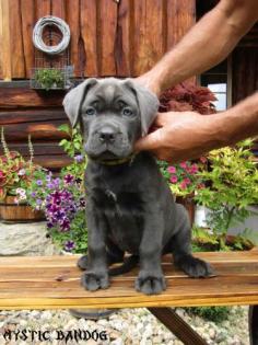 American Bandog