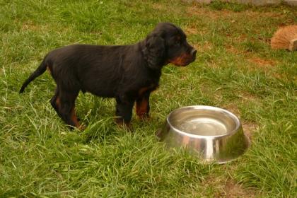 Gordon Setter