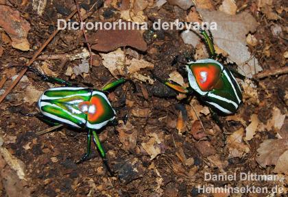 Dicronorhina derbyana, schöne Käfer Rosenkäfer, Engerlinge