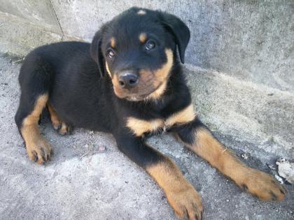 Rottweiler Welpe sucht ein liebevolles Zuhause 