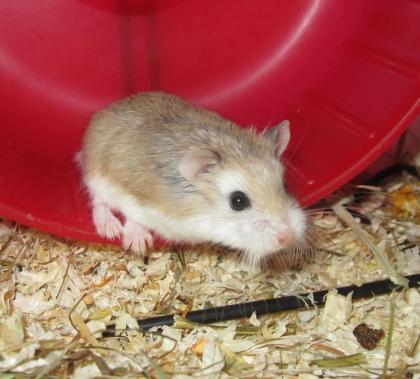 Junge Roborowski Zwerhhamster Buben vom Hamster-Zauber