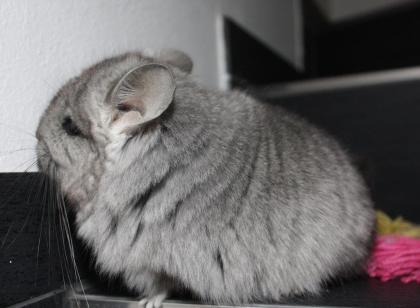 Chinchilla-Jungtiere - flauschig und lieb