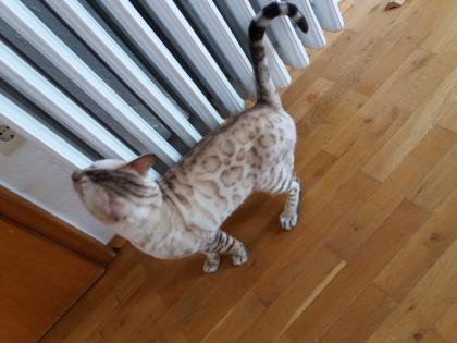 Edler Bengal Kater zur Zucht in Snow Lynx 