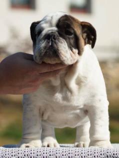 Englische Bulldoge Welpen mit Papiere