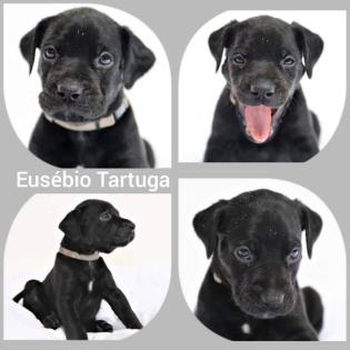 Louisiana Catahoula Leopard Dog