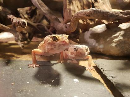 Geckos, Leopardengeckos Eublepharis macularius, Hypo Tangerine Tremper Albino