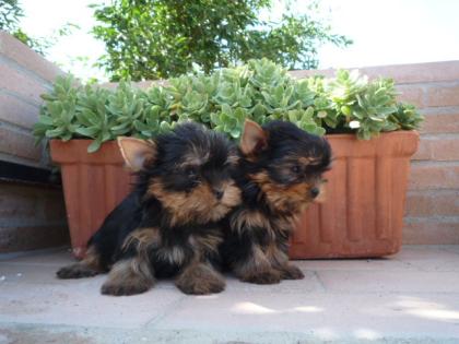 Schöne männliche und weibliche Yorkie Welpen verfügbar