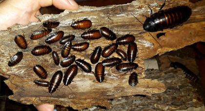 Madagaskar Fauchschaben-Nachwuchs / Zuchttiere / Futtertiere/ Gromphadorhina por