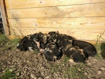 Kunekune Ferkel vom Züchter