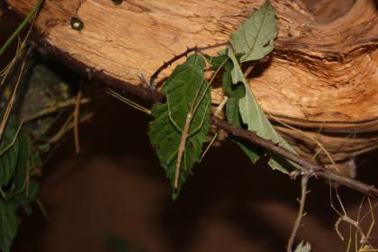 Medauroidea extradentata Annam-Stabschrecke Stabheuschrecken