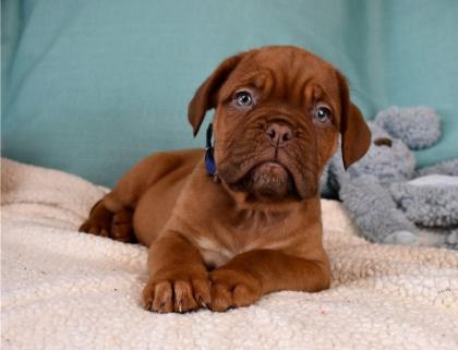 Dogue de Bordeaux Welpen