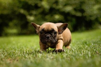 Französische Bulldogge Welpen mit Papiere