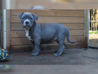 American Pitbull Blueline welpen 12 Wochen alt