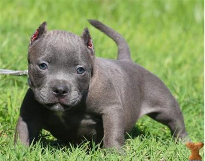 TOP American- Pitbull- Blue- Line- Welpen.