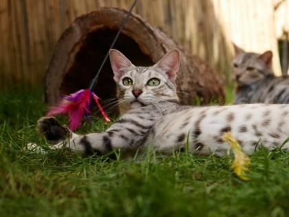 F5 SBT Savannah Katze - Fiby abzugeben